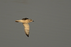 David Plant Photography - Wildlife Photography - Grey plover - F